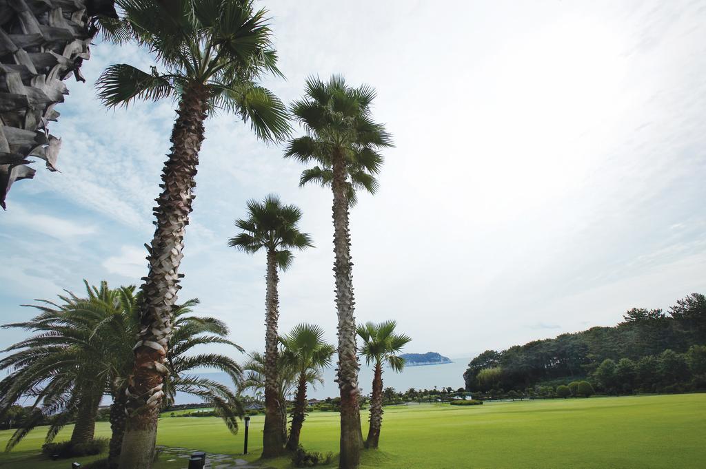 Seogwipo Kal Hotel Exterior foto Palm trees in Jeju Island